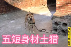 今天刚拿回来的师傅狗，五短身材虎头猫耳，难得一见的极品视频封面