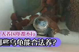 哪些乌龟可以合法养？严格说本土龟个人养都违法，没许可证不能养视频封面