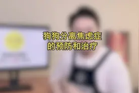 狗狗分离焦虑症的预防与治疗视频封面