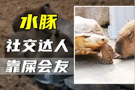 我拿你当兄弟，你却想吃我的翔，水豚的粪便为何会有如此魔力？