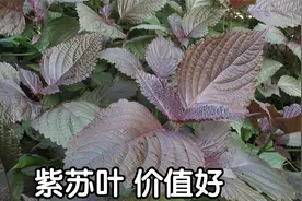 紫苏叶被人们称为“神仙叶”，煮水洗脸妙用多，快来了解下吧视频封面