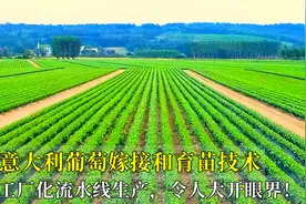 意大利葡萄嫁接和育苗技术，工厂化流水线生产，令人大开眼界！视频封面