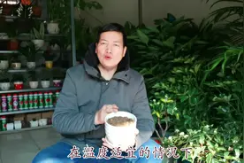 播种花种子：把握以下3点绝招！出苗率！杠杠滴！