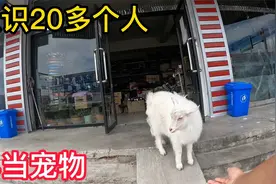 内蒙兽医大姐养小羊羔当宠物，出生7天回家养8个月，能认识20几人视频封面