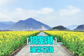 杭州铜鉴湖百亩油菜花开，五彩油菜花太神奇了，地铁6号线就能到视频封面