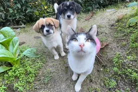 聪明的猫咪狗狗知道只要跟着主人就有零食吃视频封面