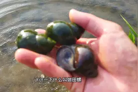 15元一斤的田螺能卖出上千斤，市场5块的却卖不动，区别就在这里视频封面