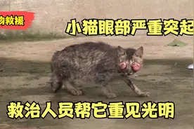 小猫眼部严重红肿突出，近乎失明步履维艰，救助人员发现将其送医视频封面