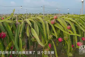最快40天就可以长成！火龙果生长速度也太快了吧视频封面