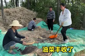 农忙季节收油菜，一家人齐上阵，忙到天黑才完工，丰收了视频封面
