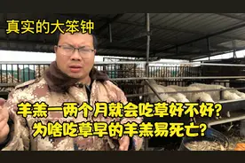 羊羔一两个月就会吃草好不好？为啥吃草早的羊羔易死亡？