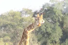 脖子骨折的长颈鹿，你见过吗？变身短颈鹿令人心疼视频封面