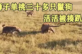 三十只鬣狗掏肛雄狮，雄狮不慌咬得鬣狗嚎嚎大叫，最终挺不过视频封面