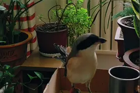 伯劳鸟声音大花口多，还会学狗看家“汪汪”叫视频封面