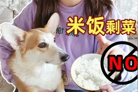狗狗不能吃米饭剩菜？什么才是狗狗的长寿食物视频封面