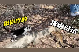 南京紫金山的猫咪好多，为争地盘突然打起架来，气势奶凶