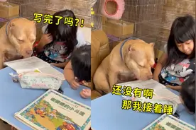 台湾狗狗陪小主人写作业，困到坐着睡，狗狗：都怪文字太催眠视频封面