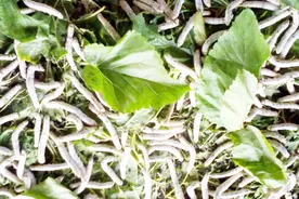 农村这种叶子被称为“神仙叶”，霜打后功效最佳，一年只能采一次