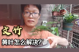 盆栽文竹黄叶后，直接剪秃，两三周可长成一盆新植物