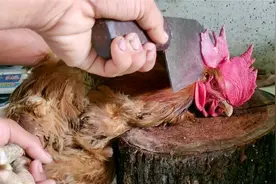 巴铁兄弟杀鸡去毛有绝招，不用开水烫十几秒搞定，真的是绝绝子视频封面