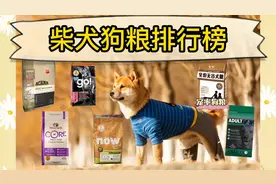 柴犬专用狗粮排名