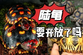 陆龟要开放了吗？苏卡达，辐射，豹龟，红腿，4种陆龟优缺点视频封面