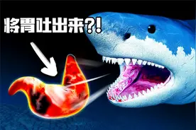 那些关于鲨鱼的秘密冷知识，牙齿超过5万颗，还会把胃吐出来？