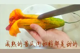 原来成熟的苦瓜更好吃，苦瓜籽和肉都能吃，甜丝丝的，口齿留香~视频封面