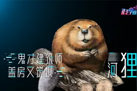 动物界的鬼才建筑师，自建豪华别墅带泳池，河狸到底有多聪明？视频封面