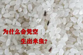 为什么大米中会凭空出现米虫？它到底是怎么来的？