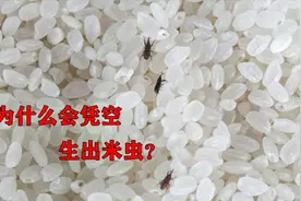 为什么大米中会凭空出现米虫？它到底是怎么来的？