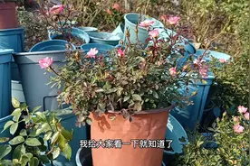 月季根系能长多深？给大家看一下就知道了，对你选择花盆有帮助视频封面