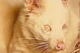 专家提取了小怪物的毛发和血液 做DNA检测 发现它竟是只大灵猫