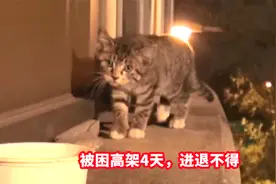 猫咪被困在高架，烈日下暴晒了4天，还好有人给它水喝视频封面