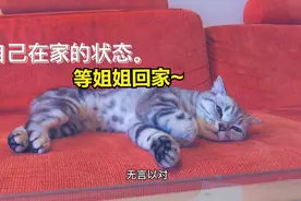 主人出差，猫咪在家等的主人心都碎了，猫：我等姐姐一起做游戏视频封面