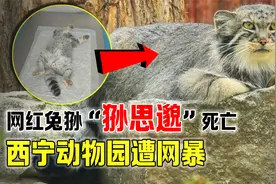网红兔狲“狲思邈”死亡，唯一的雄性兔狲没了，它到底有多难养？视频封面