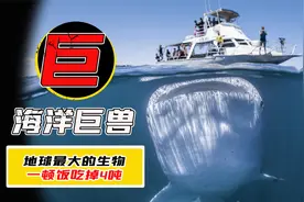 地球上最大的动物！体长33米的“深海巨兽”，生活在200米深海下