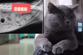 猫咪三天不拉屎肚里全是粑粑，铲屎官想尽办法却意外发现了真相视频封面