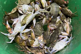 赶海得选对风向，小斗趁退大潮抓了半桶螃蟹，还碰到鸡屎螺吃蛤蜊视频封面