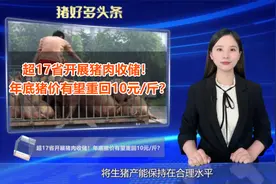 猪价有救了，超17省开展猪肉收储！年底猪价有望重回10元/斤？视频封面