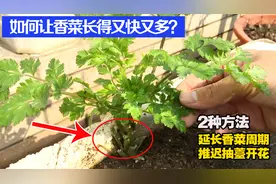 在家种香菜，万万不要拔着吃，试试这2种方法，香菜长得越快越多视频封面