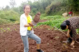 云南深山漂亮姑娘不想打工，看看她挖红薯的样子，真漂亮视频封面