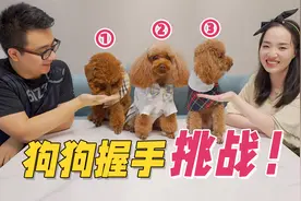 握手测试：狗狗更爱哪个主人？没想到小泰迪心思这么多！视频封面