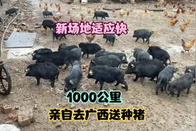 跟车1000公里给网友送藏香猪，到了广西新场地还是很能适应环境！视频封面