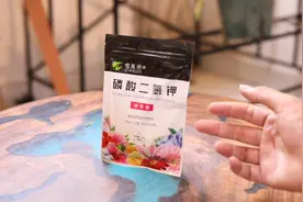 怎么促进植物开花？园艺师教你，用磷酸二氢钾促花，花卉都通用视频封面