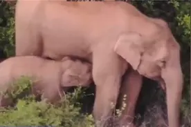 珍贵画面曝光：象妈妈给象宝宝喂母乳视频封面