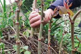 很多人种植的酸筒杆，当零食好吃，不知道它还有很高的药用价值视频封面