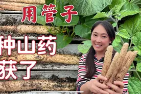 【家庭种植】挖山药啦！+ 管子种植山药的方法，更新版！视频封面