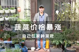 蔬菜价格暴涨，香菜1斤30元，赶紧在家自己种菜吃视频封面