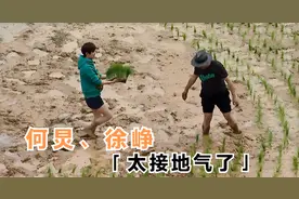明星插秧都啥样？何炅徐峥光脚下田沾满泥巴，刘宪华插到怀疑人生视频封面